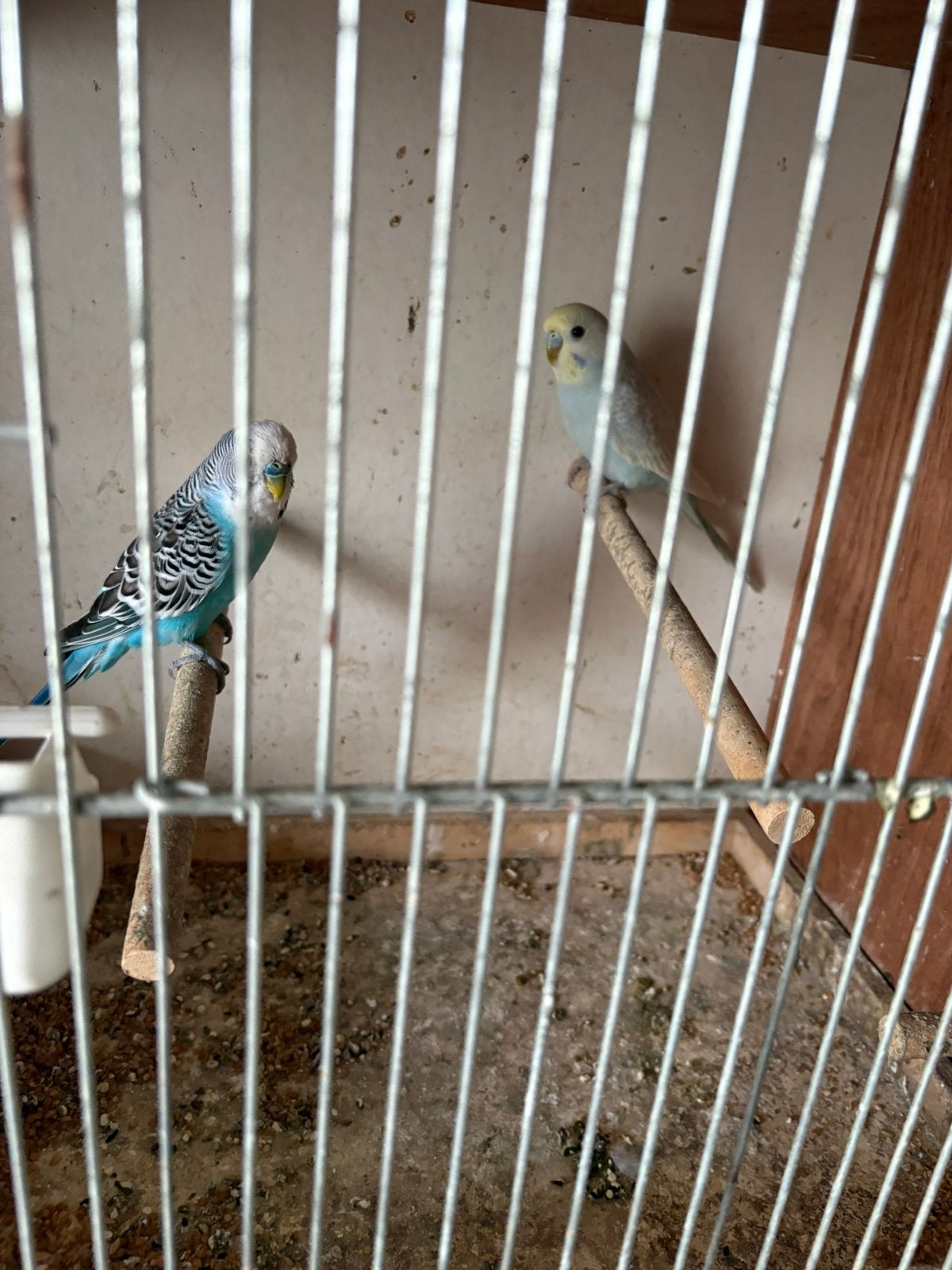 Jonge grasparkieten, Dieren en Toebehoren, Meerdere dieren, Parkiet