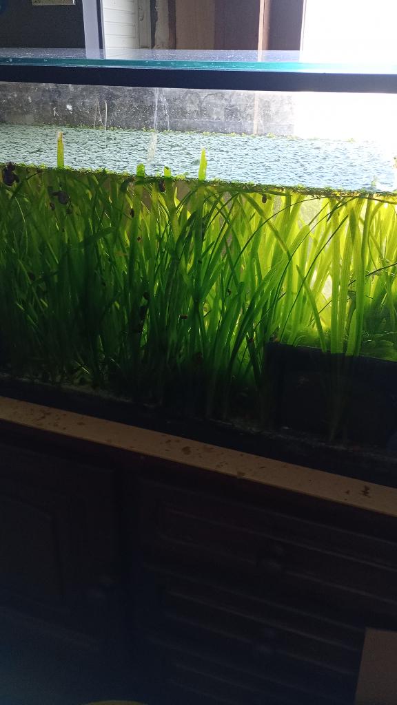 elodea, vallisneria en salvinia te koop, Autres types, Poisson d'eau douce