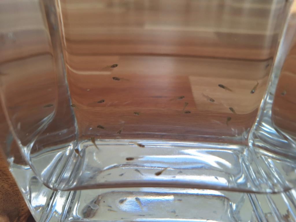 Gratis babyguppy's, Ophalen