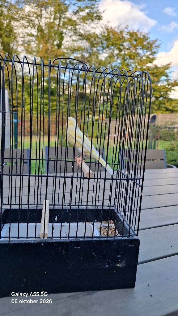Llarguet Espagnol, Dieren en Toebehoren, Mannelijk, Postuurkanarie
