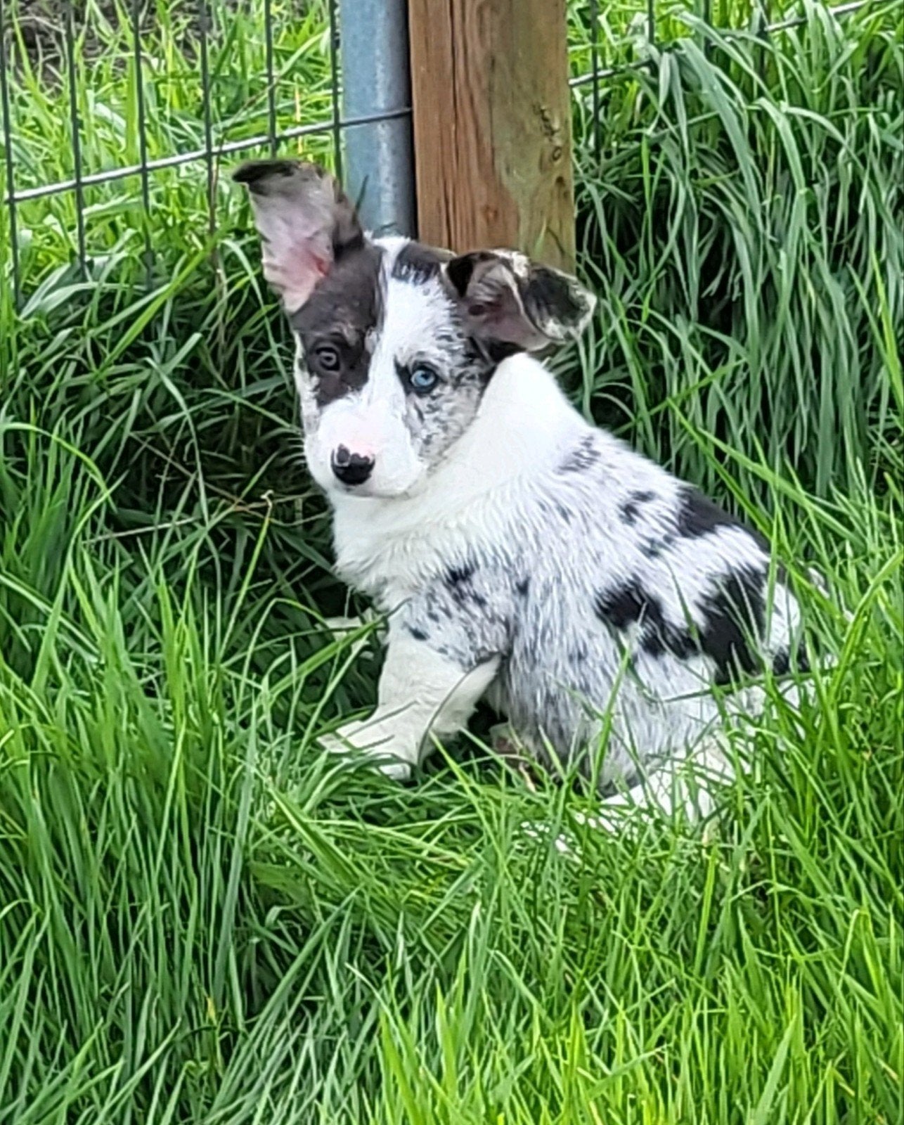 Welsh Corgi Cardigan pups / Corgi pups, Dieren en Toebehoren, België, Overige rassen, CDV (hondenziekte), 8 tot 15 weken