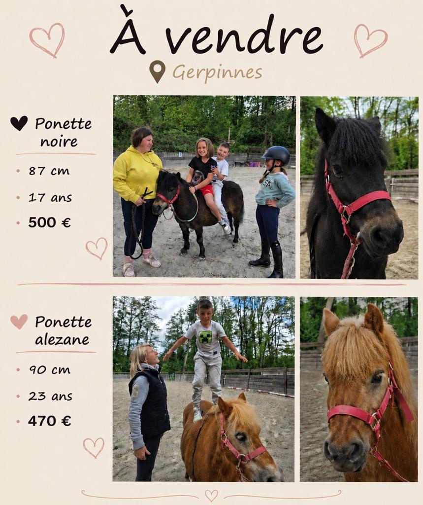 Shet jument dispo, Animaux & Accessoires, Jument