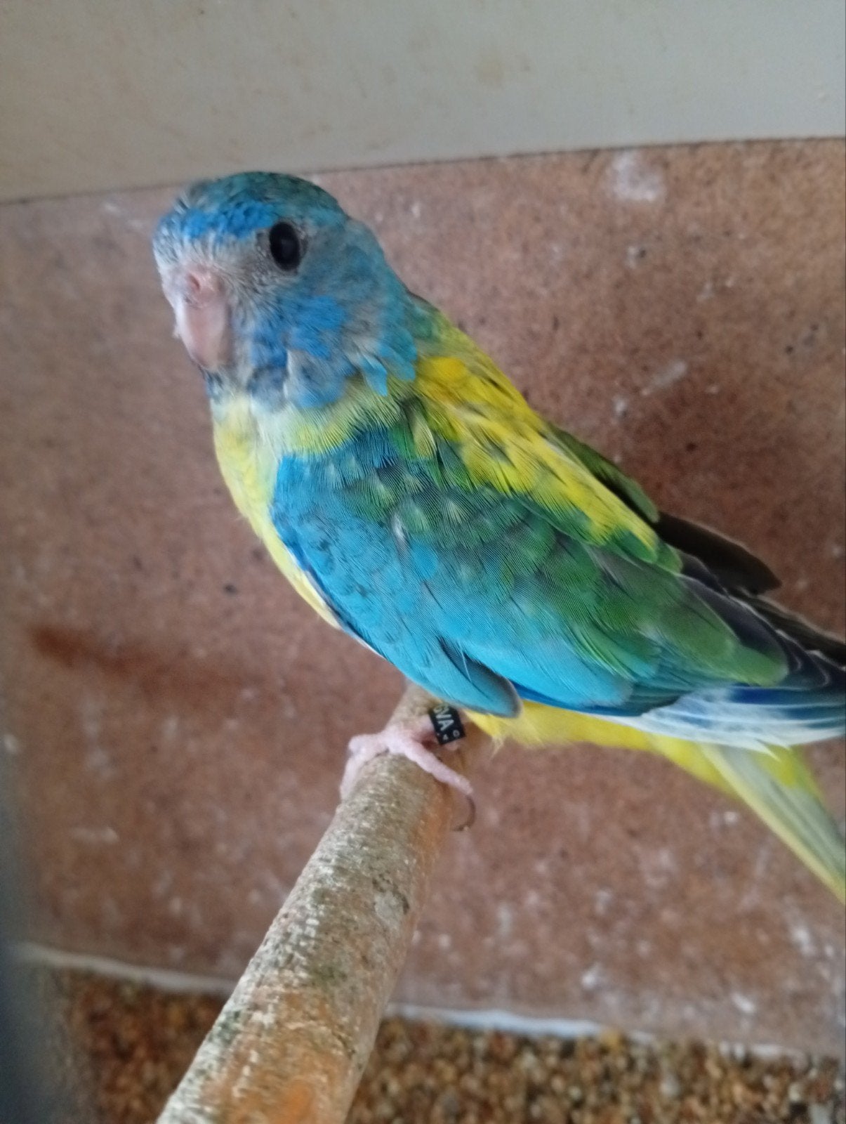 Aqua opaline splendid 25, Geringd