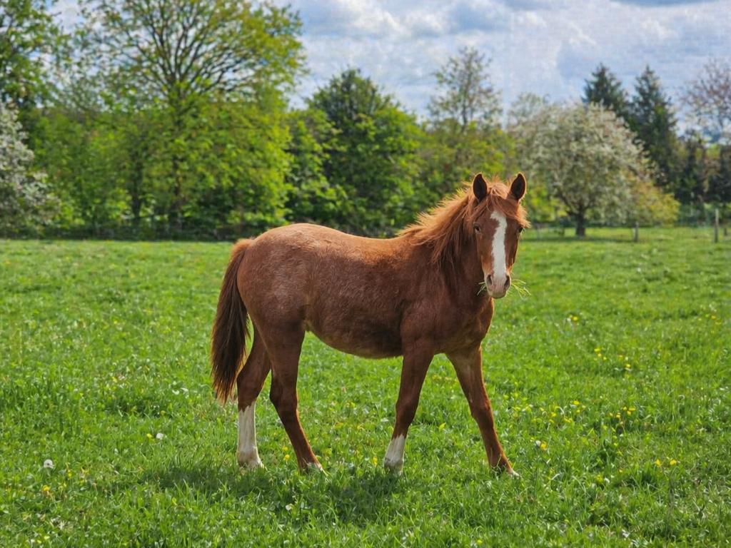 Knapste en liefste jaarling C/D-pony te koop, Gechipt, 0 tot 2 jaar, Hengst, Onbeleerd