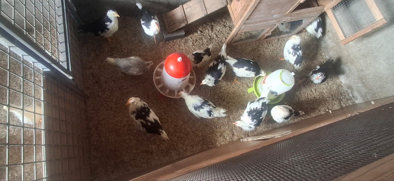 Jonge bonte leghorn, Dieren en Toebehoren