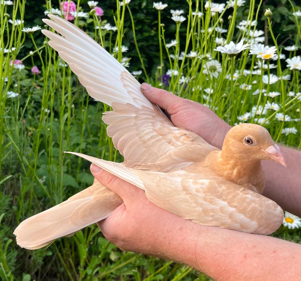 Jonge duif 2026, Dieren en Toebehoren, Vogels | Duiven, Postduif, Geslacht onbekend