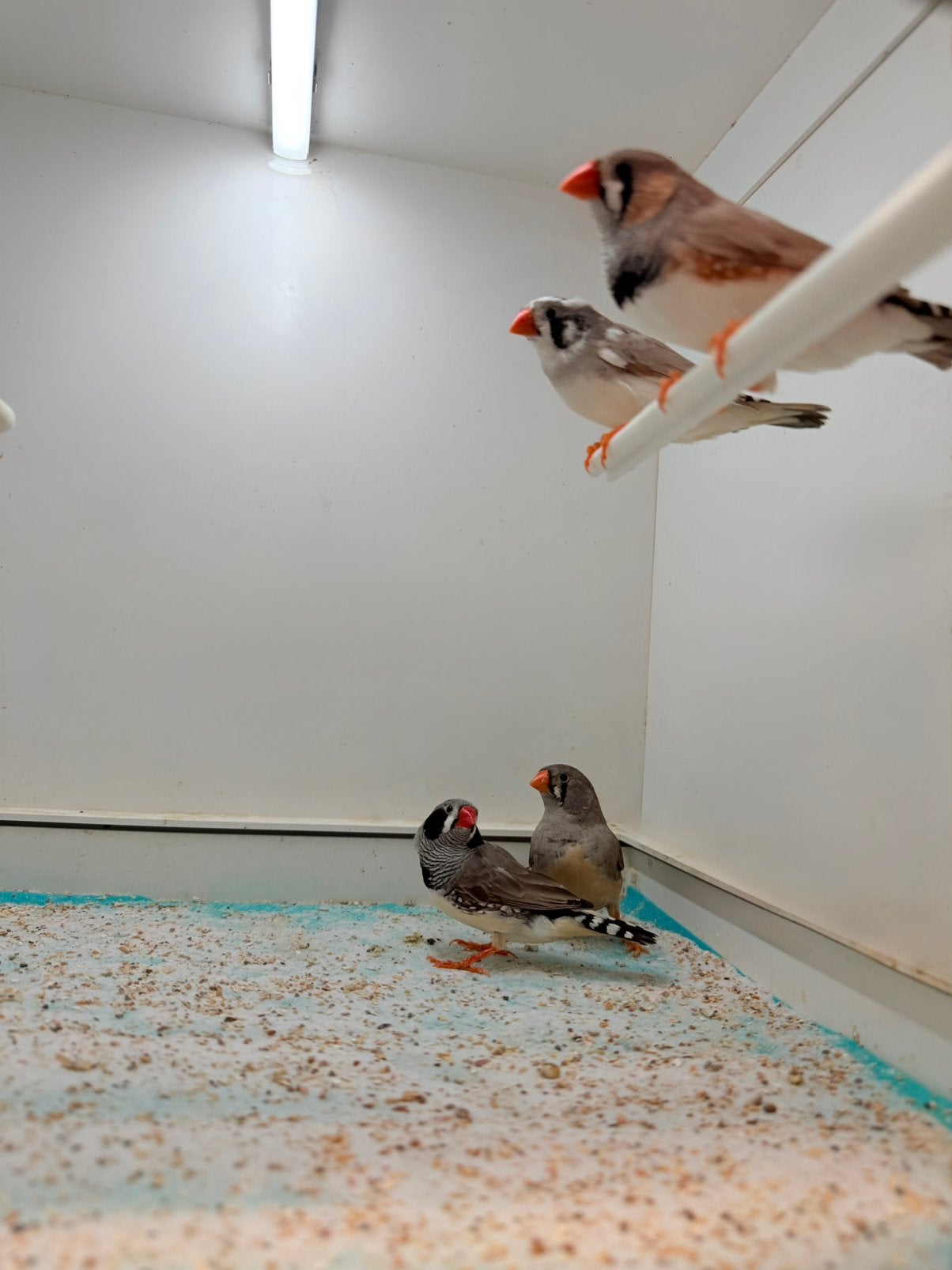 Zebravinken te koop, Dieren en Toebehoren