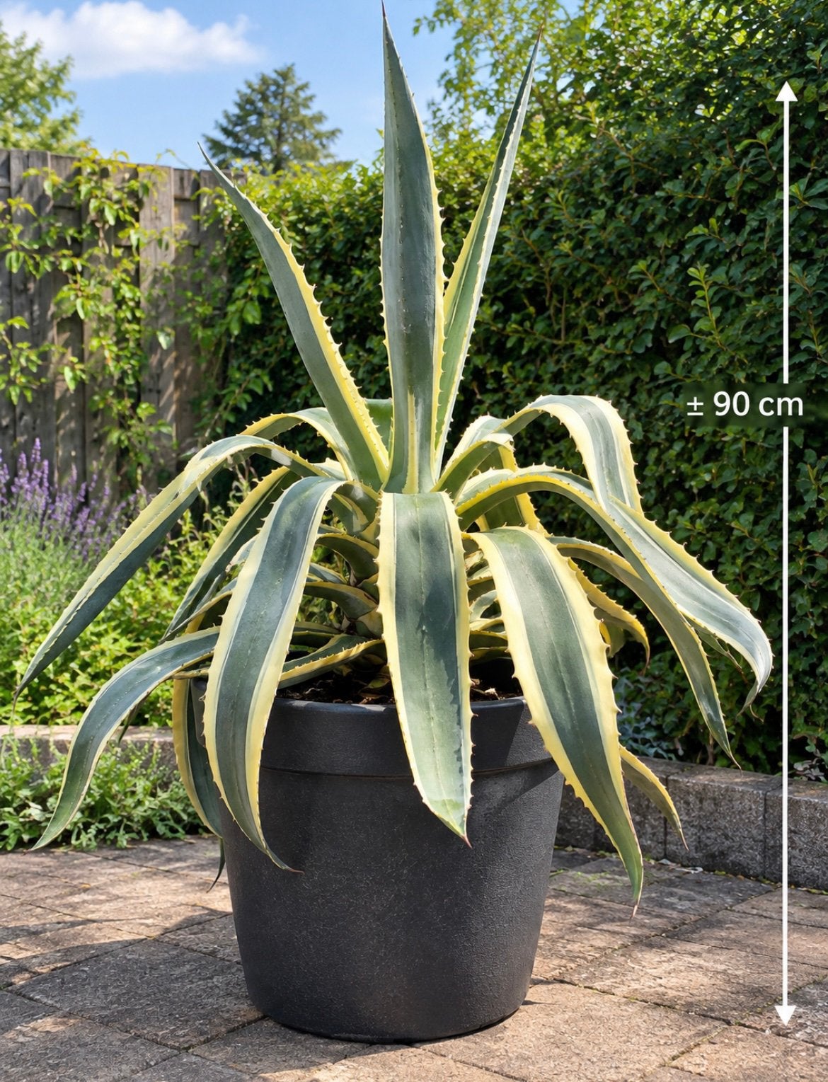 Grote bontbladige Agave, Tuin en Terras, Volle zon, Vaste plant, Zomer, Ophalen