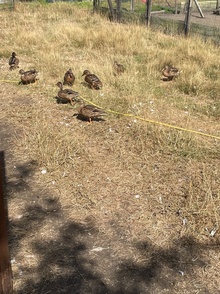 wilde eend, Canard