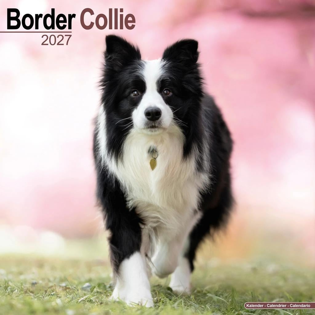 Border Collie 2027 kalender vooraf bestellen, Diversen, Kalenders, Nieuw, Jaarkalender, Verzenden