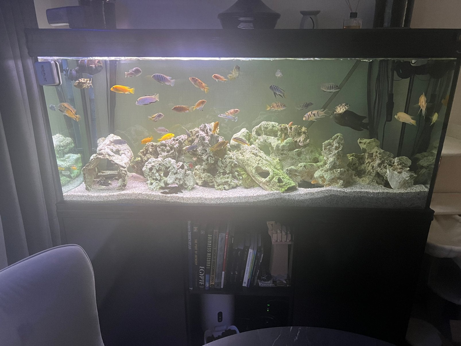 Aquarium aqualantis 150cm, Ophalen, Aquatlantis, Inclusief vissen, Gevuld zoetwateraquarium