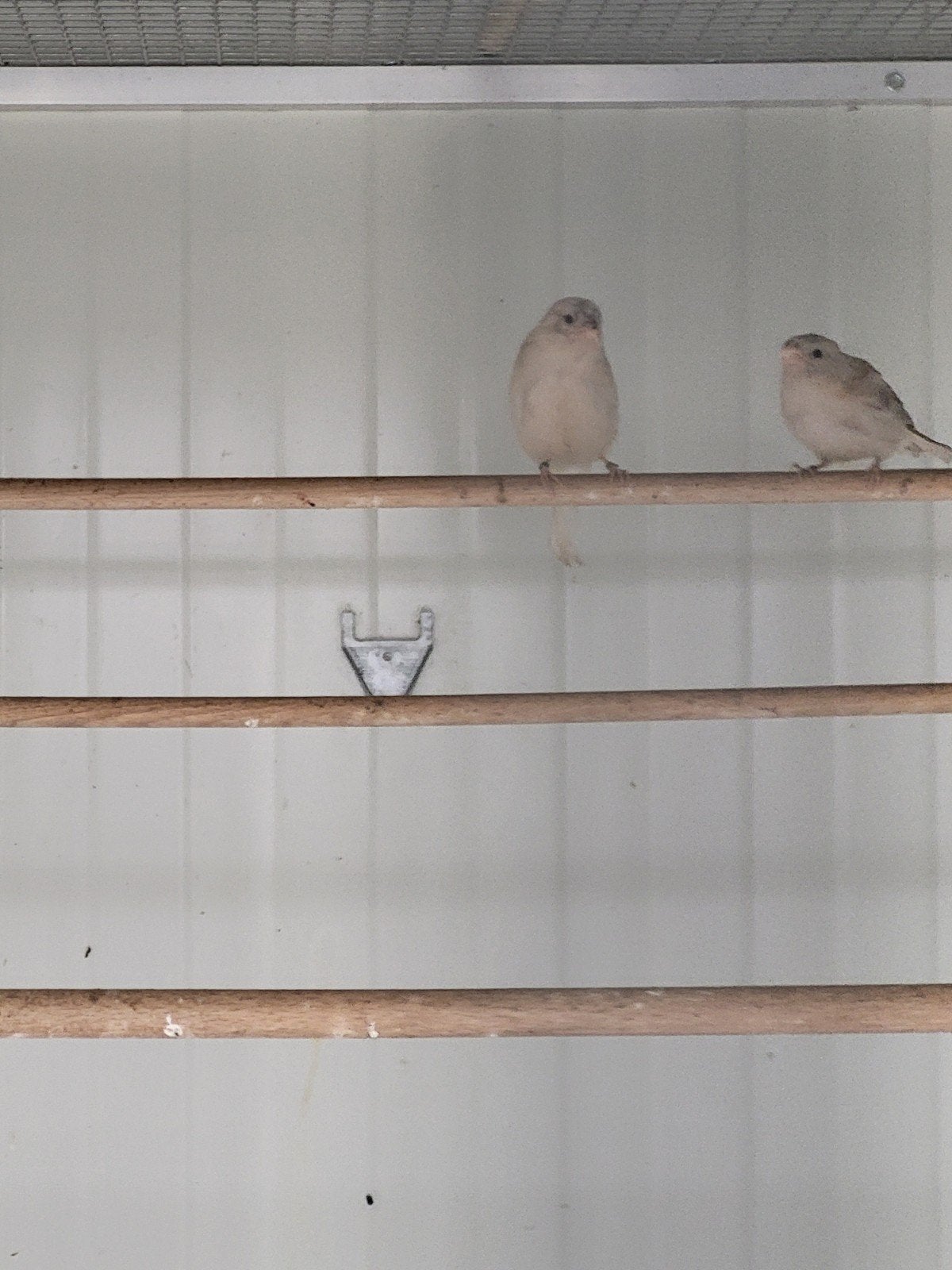 1 bruinpastel goudvinkpop 2026, Dieren en Toebehoren, Vrouwelijk, Wildzangvogel, Geringd