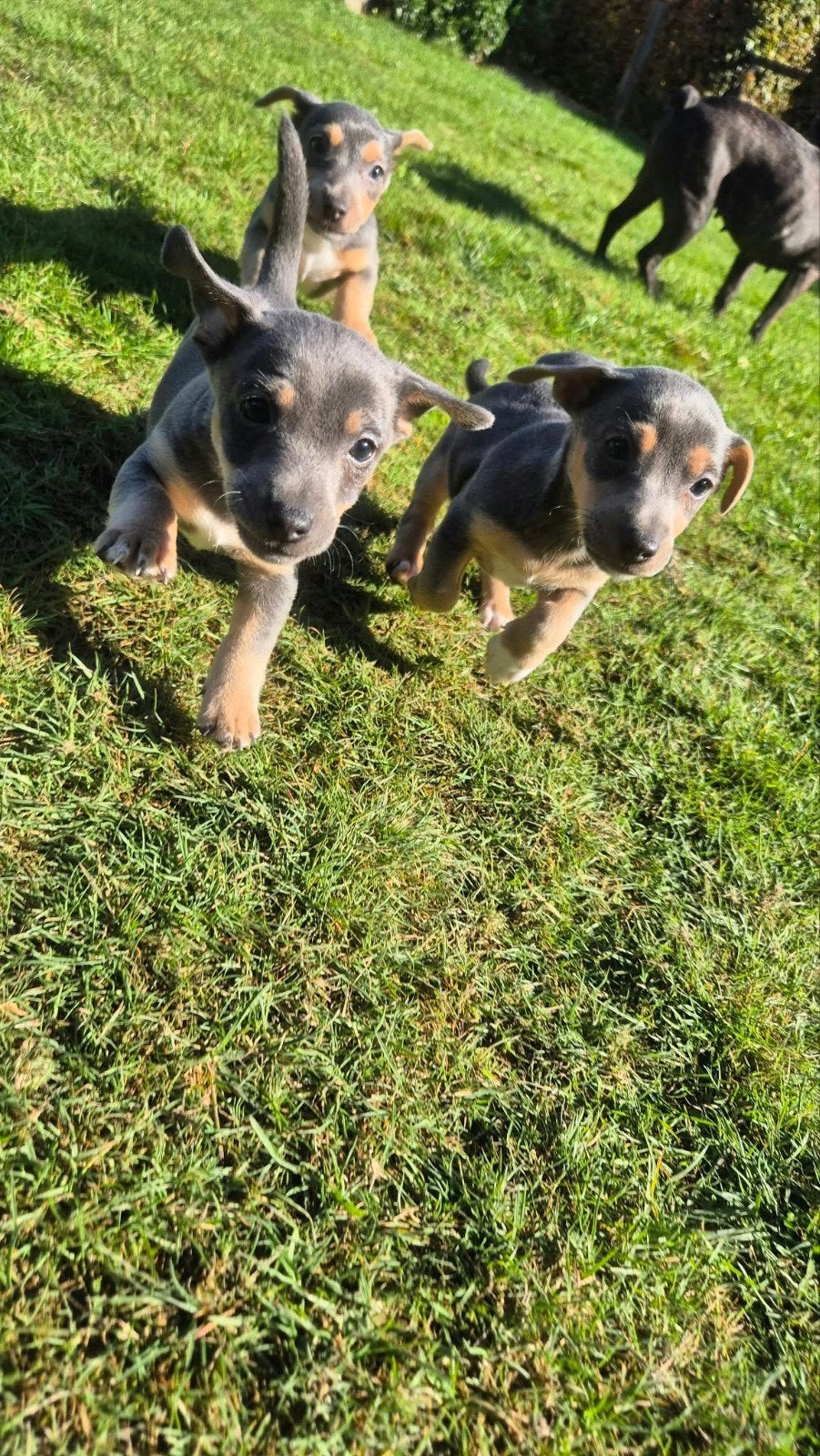 jack russel pups, Dieren en Toebehoren, België, Fokker | Hobbymatig, Jack Russell Terriër, Reu