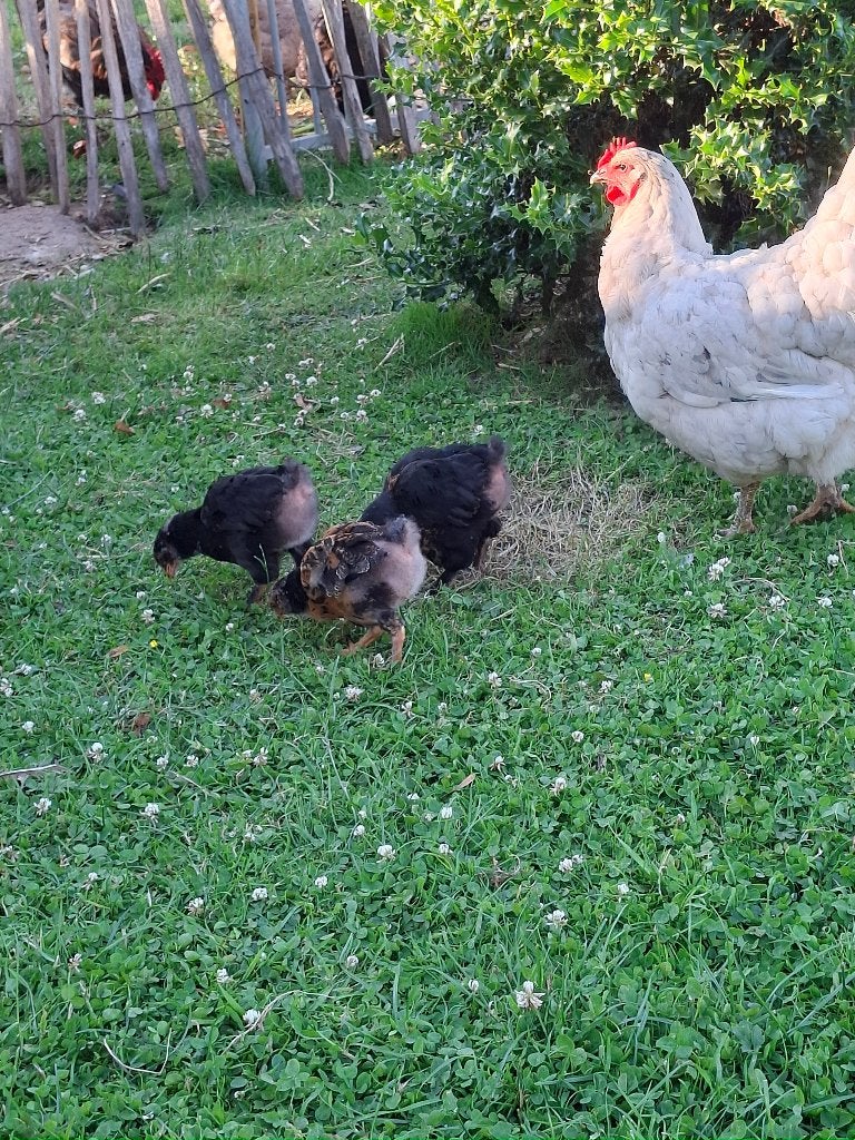 Grote cochin kuikens, Dieren en Toebehoren, Pluimvee, Geslacht onbekend, Kip