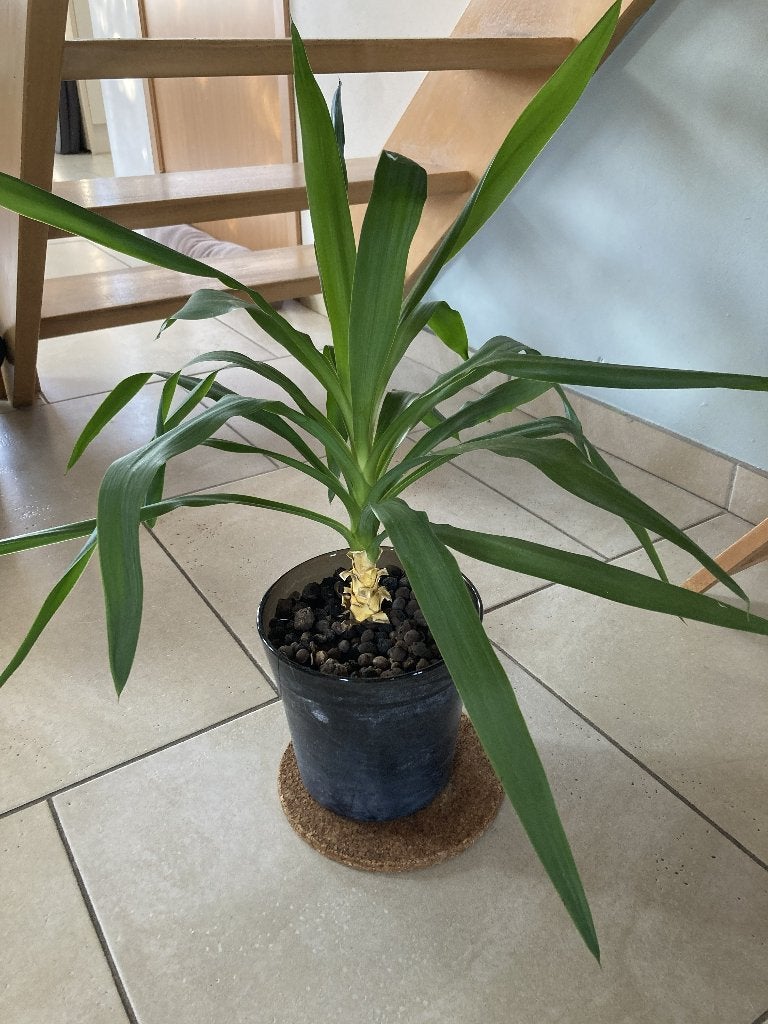 yukka in pot, Enlèvement