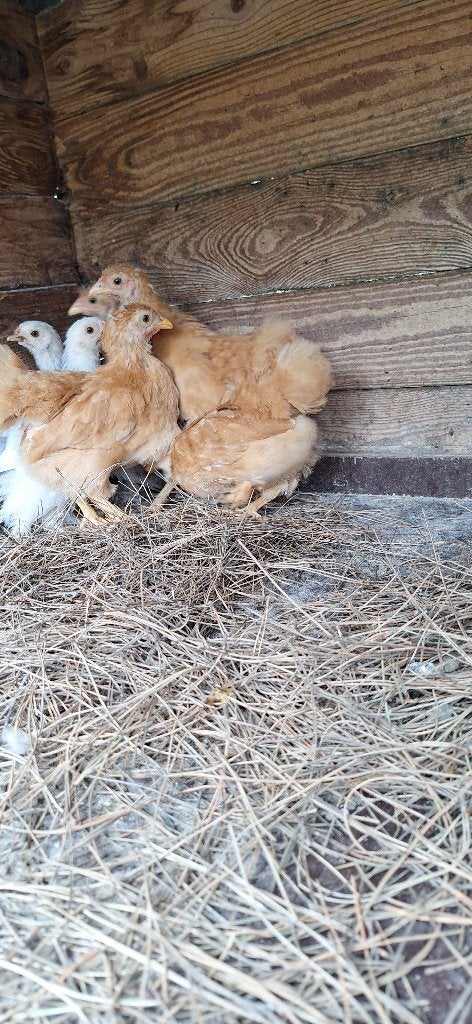 wyandotte kuikens, Dieren en Toebehoren