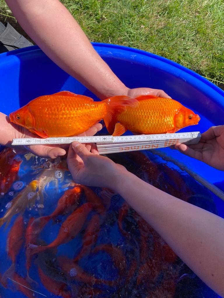 Jumbo goudvis