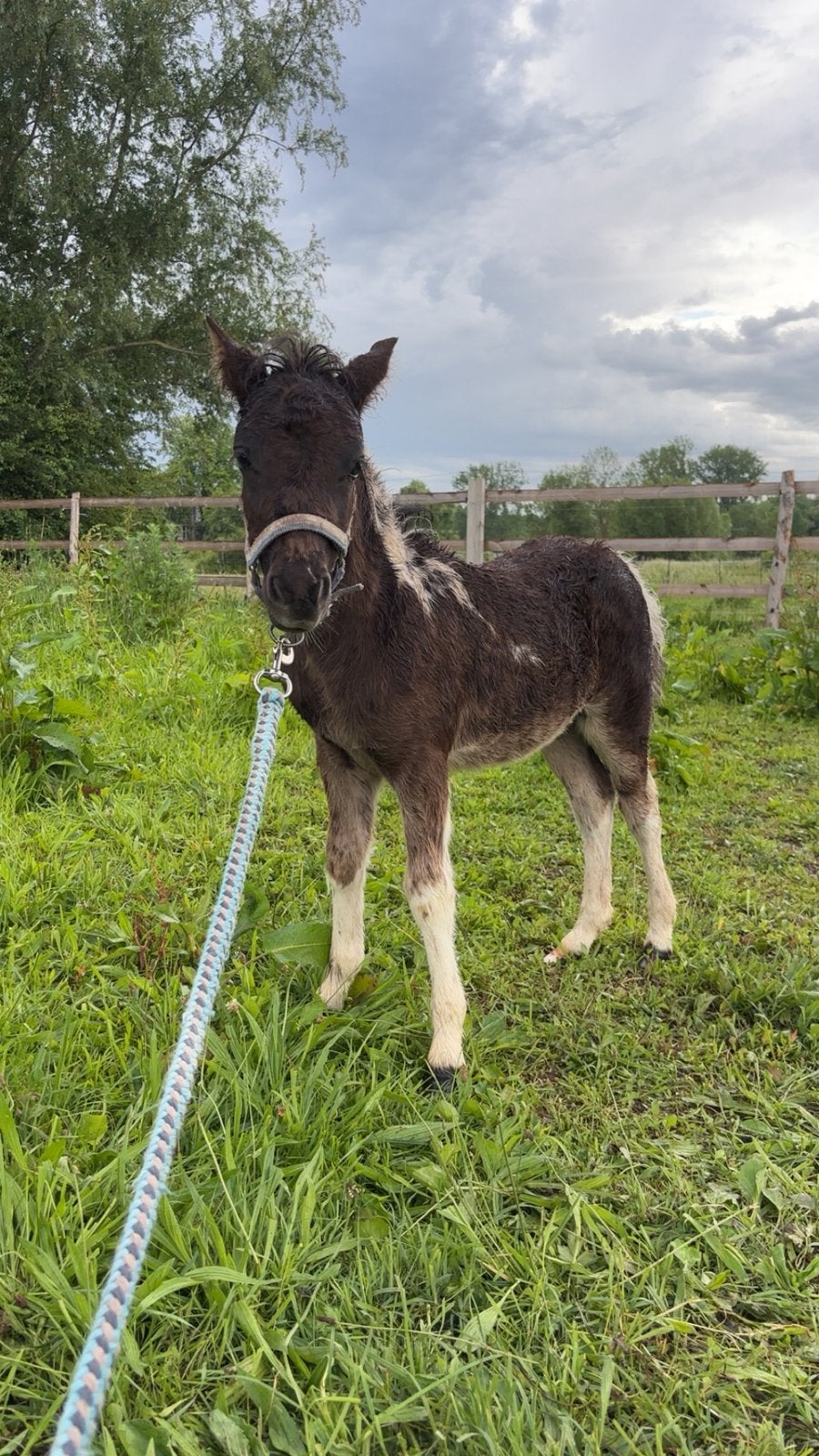 Pouliche, Élevage, 1 cheval ou poney