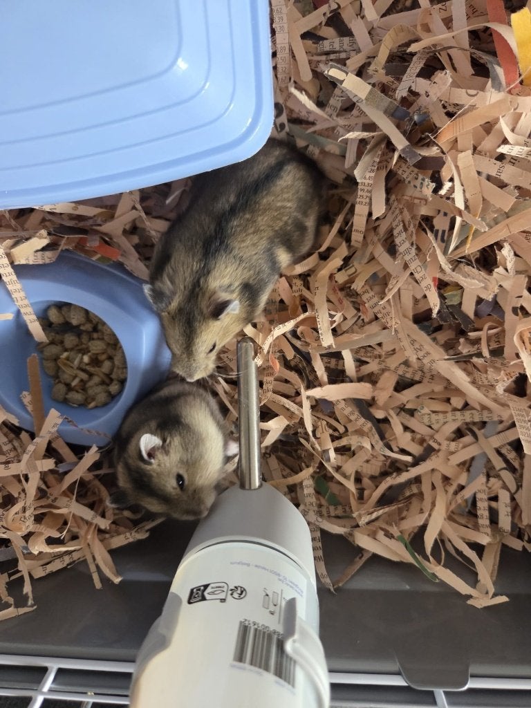 Russische dwerghamster mannetje, Dieren en Toebehoren, Knaagdieren, Juni, Mannelijk, Hamster