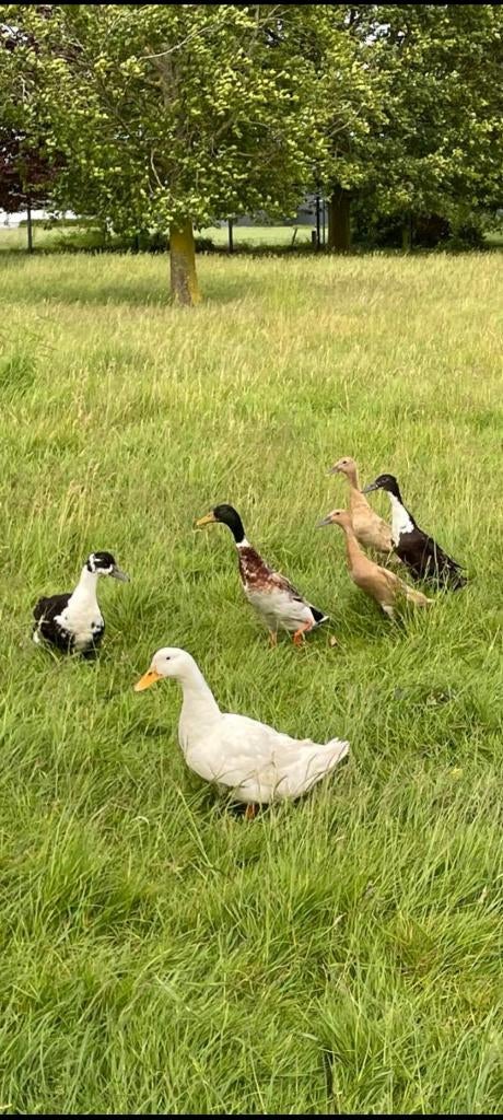 Oeufs canard et coureur indien, Sexe inconnu, Canard