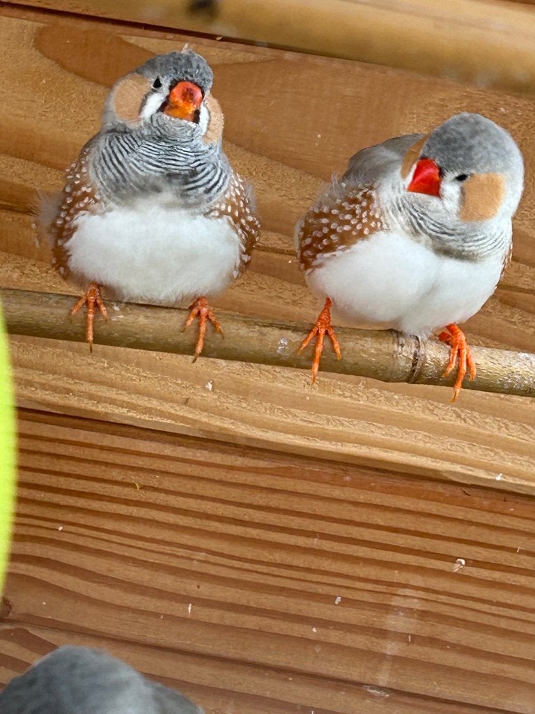 Zebra vinkjes, Dieren en Toebehoren, Mannelijk
