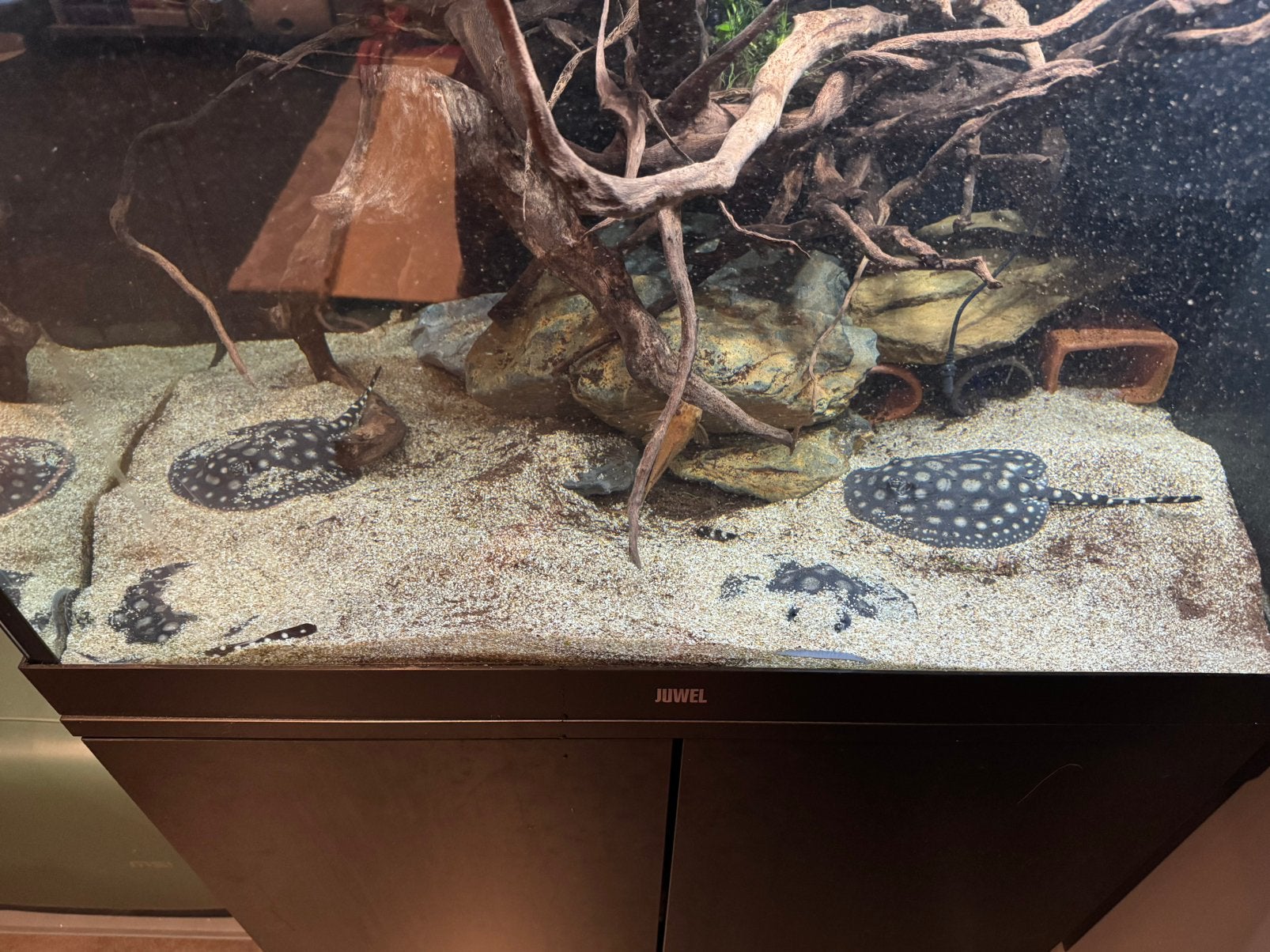 Potamotrygon Black Diamond 3 femelles, Poisson, Poisson d'eau douce