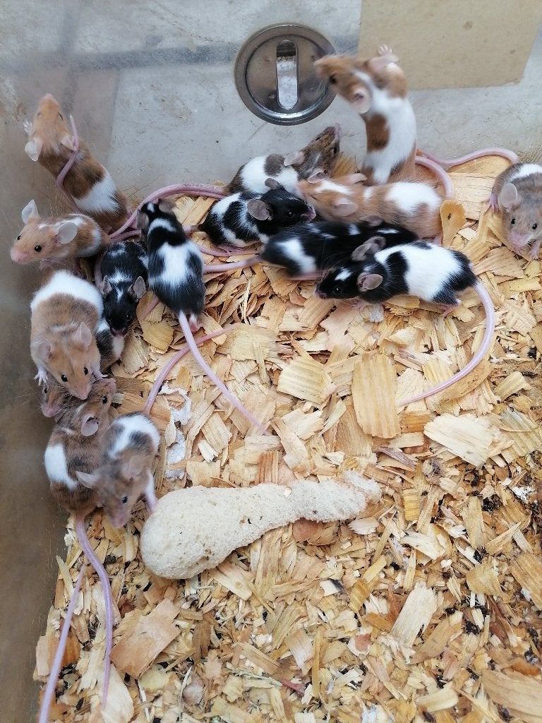 Kleurmuizen, Dieren en Toebehoren, Knaagdieren, April, Meerdere dieren, Muis