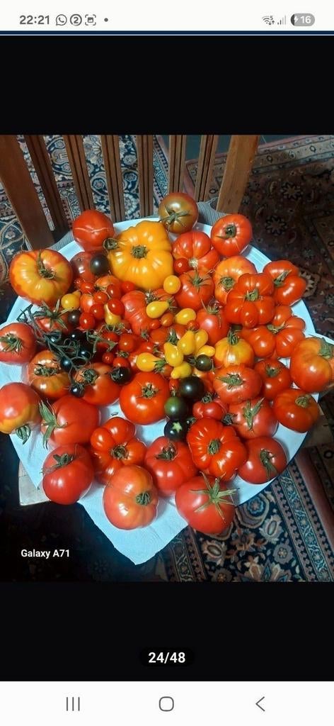 Graines de tomates biologiques (10 pièces pour 1 euro), Jardin & Terrasse, Enlèvement ou Envoi