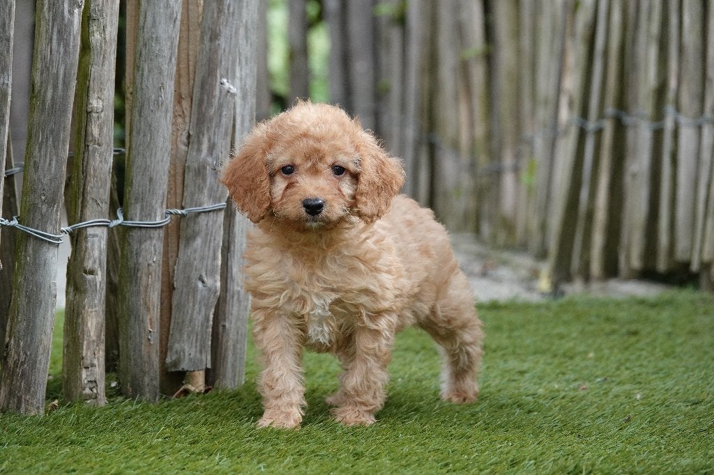 Prachtige abrikoze Cavapoo pup, Dieren en Toebehoren, Honden | Chihuahua's en Gezelschapshonden, Parvo, België, Overige rassen