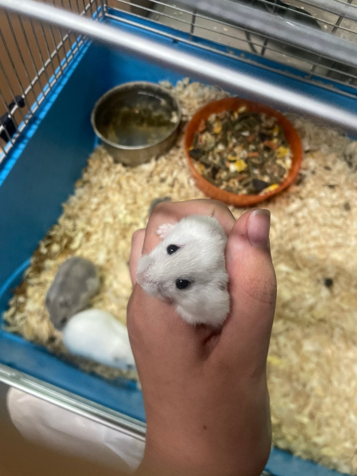 dwerghamsters, Hamster, Août, Domestique, Femelle