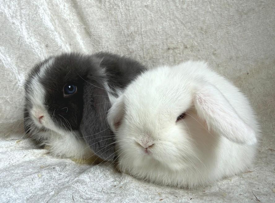 Geweldig mooi zeer lief handtam koppeltje Minilop konijntjes, Plusieurs animaux, Petit, Oreilles tombantes, 0 à 2 ans