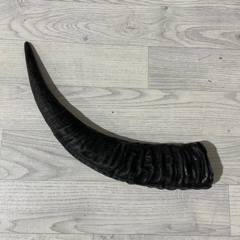 Waterbuffel hoorn los 55cm nr 302 | Lederstore, Collections, Enlèvement ou Envoi, Neuf, Animal de ferme, Bois ou Tête