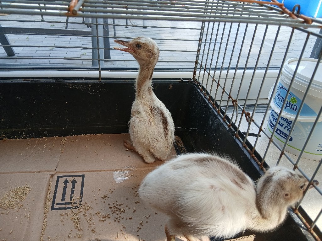 Poussin de nandou gris et blanc, Animaux & Accessoires, Enlèvement