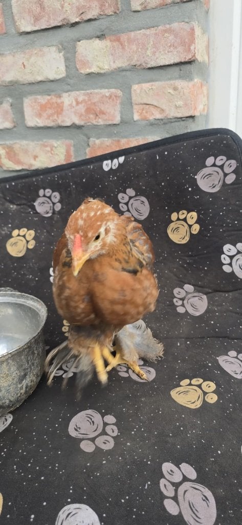 Kuiken brahma, Sexe inconnu, Poule ou poulet