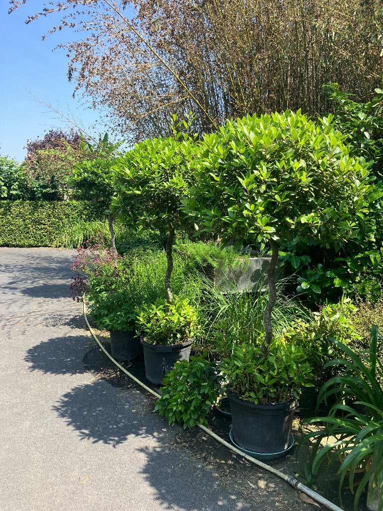 Laurier, Jardin & Terrasse, Plantes | Jardin, Enlèvement