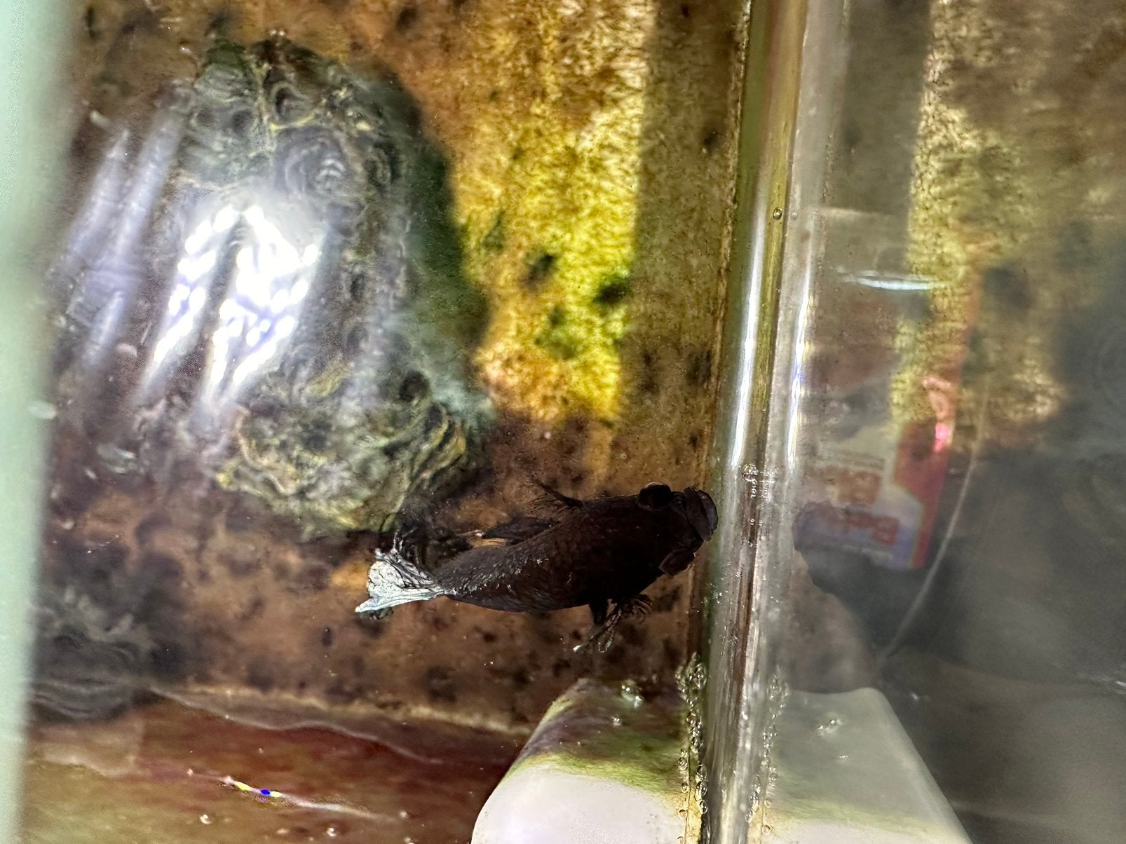 Beta man + aquarium, Overige soorten, Met terrarium, 0 tot 2 jaar