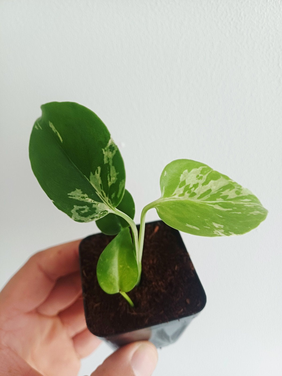 Monstera Bulbasaur, Overige soorten, In pot, Minder dan 100 cm, Groene kamerplant