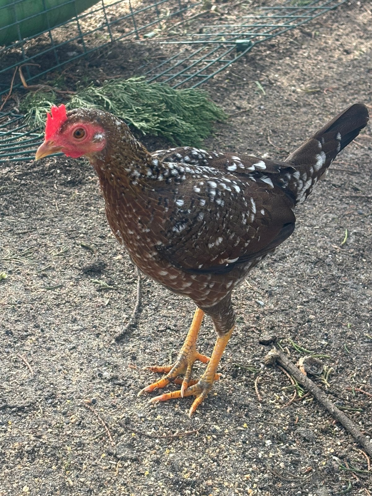 Krielhennen, Dieren en Toebehoren