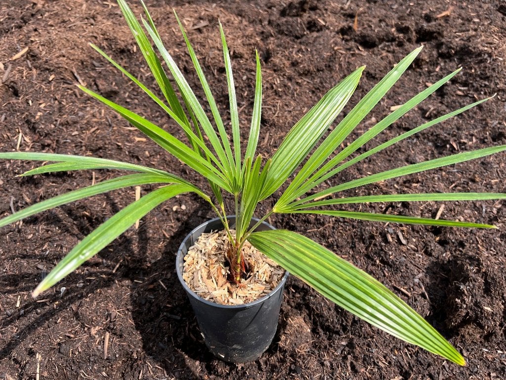 Trachycarpus princeps x Naggy, Tuin en Terras, Ophalen of Verzenden, Lente, Minder dan 100 cm, Palmboom