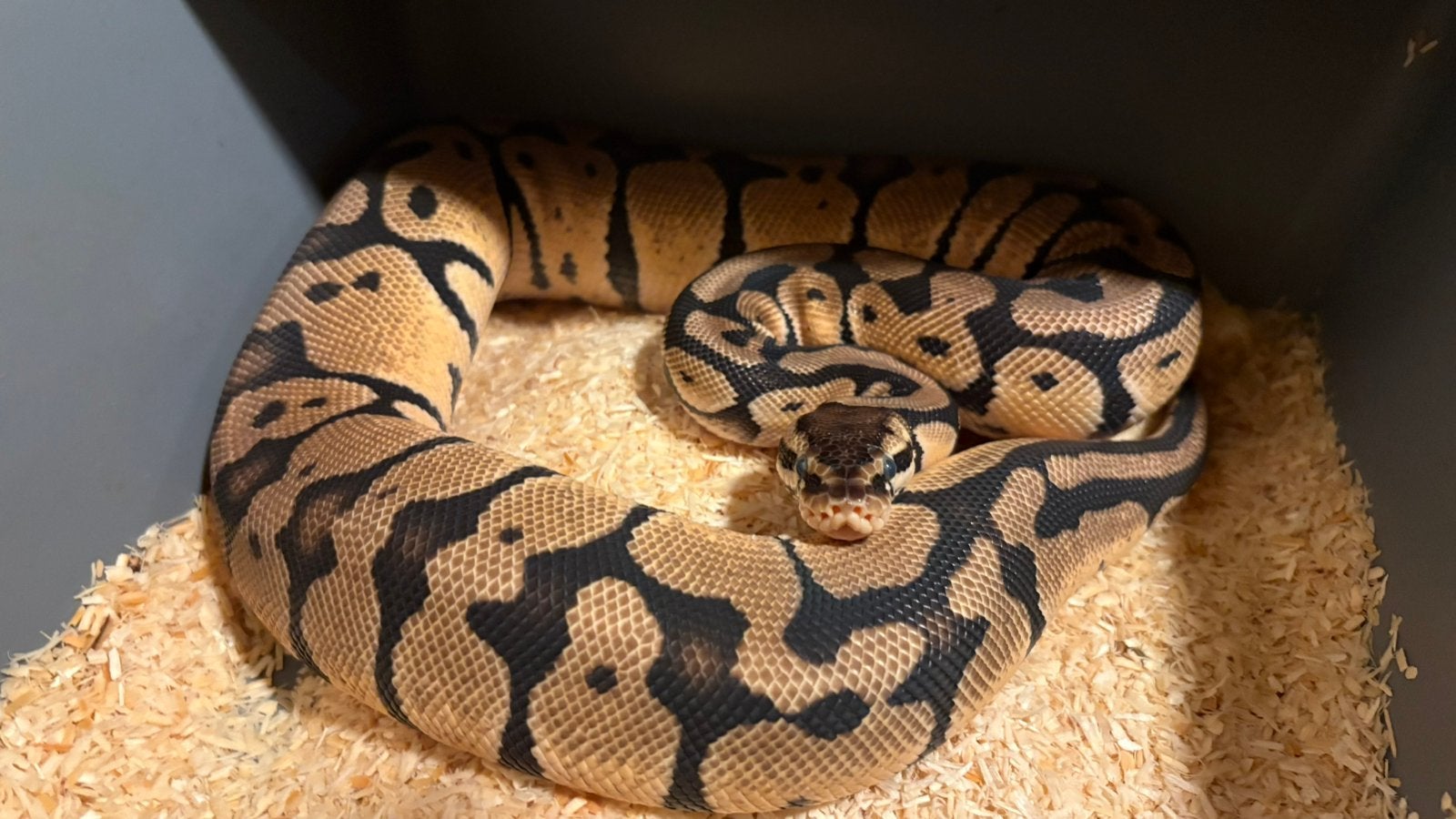 0.1 Echi Fire YB, Dieren en Toebehoren, Reptielen en Amfibieën, Slang, Tam, 0 tot 2 jaar