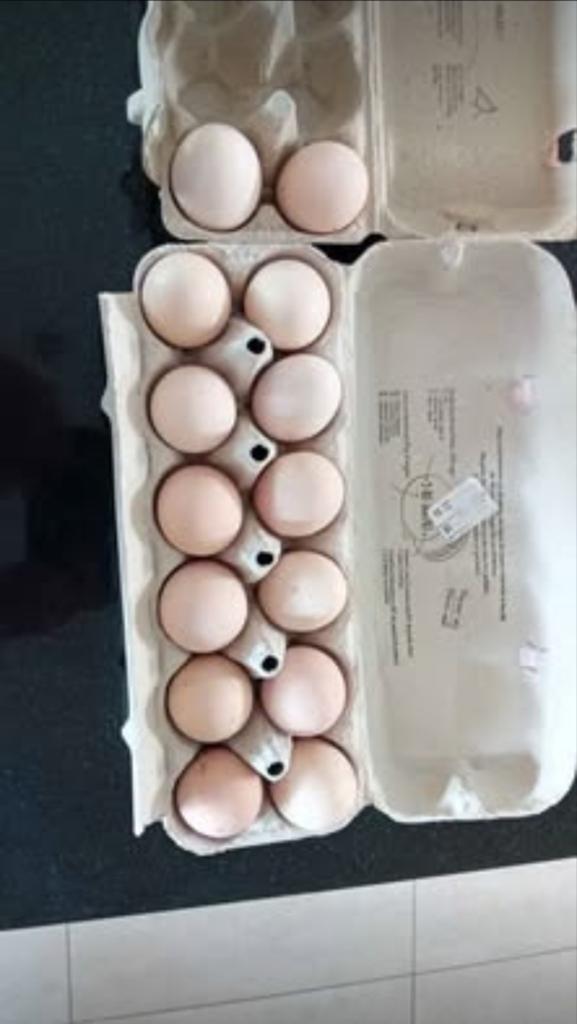 Australorp bevruchte eieren ( €1,50 per stuk), Ophalen