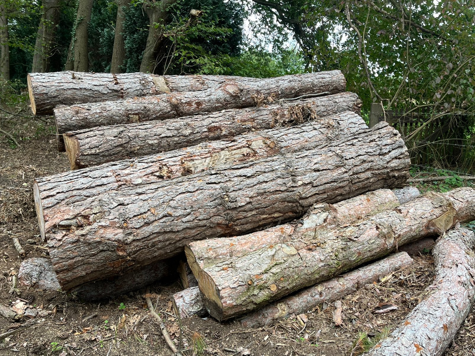 Oostenrijkse Den, 6 m³ ou plus, Enlèvement, Autres essences de bois, Troncs d'arbres