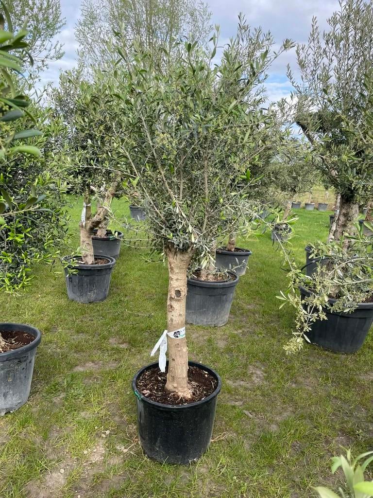 ‼️grote olijfbomen actie ‼️, Tuin en Terras, Ophalen