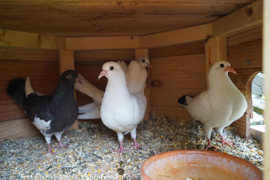 4 jonge pauwstaarten te koop, Dieren en Toebehoren, Vogels | Duiven, Meerdere dieren, Overige soorten
