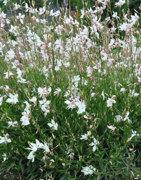 Gaura lindheimerii 'Whirling Butterflies', Tuin en Terras, Planten | Tuinplanten, Ophalen, Vaste plant, Volle zon