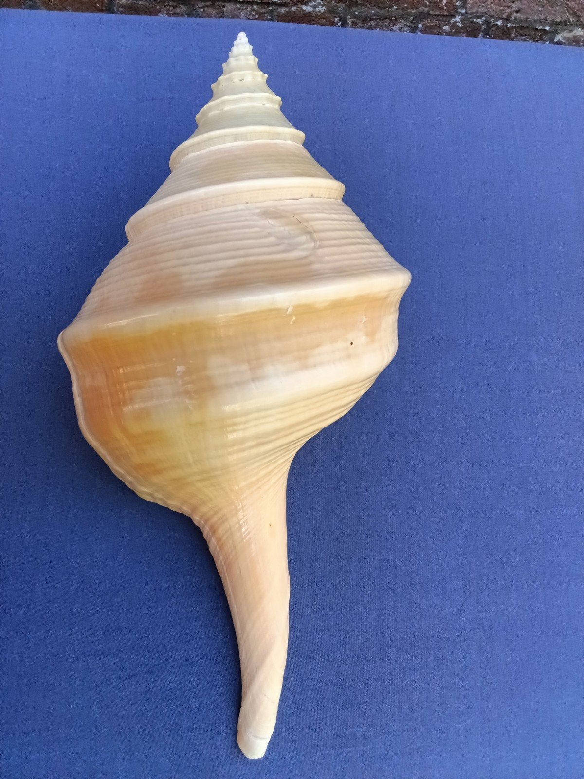 mooie grote syrinx aurianus prachtstuk topstaat, Ophalen of Verzenden