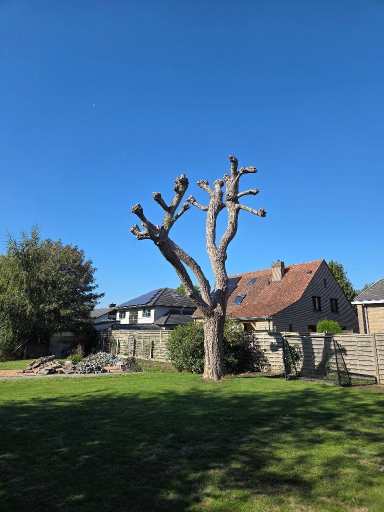 Boom, Jardin & Terrasse, Enlèvement