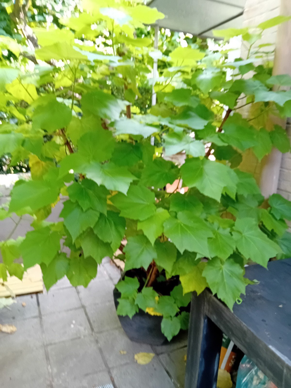 grote kamerlinde, Jardin & Terrasse, Plantes | Arbres, Enlèvement, Hiver