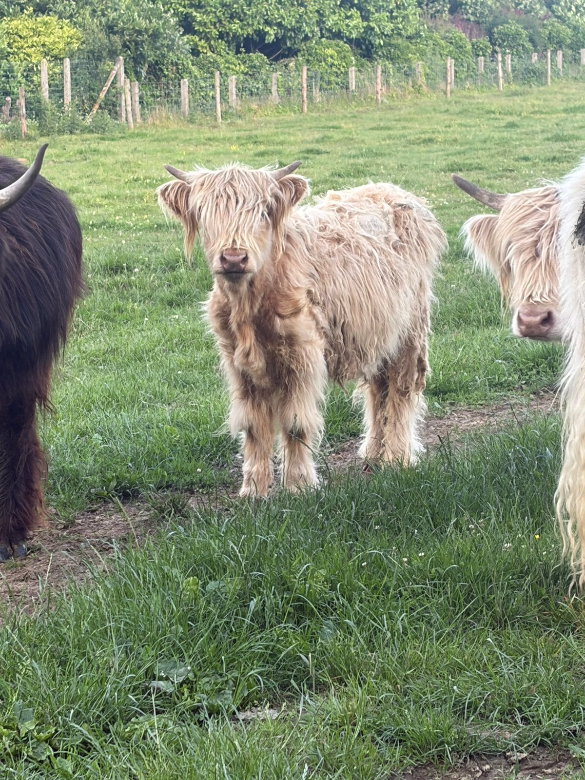 Schotse hooglanders stiertje en vaars, Dieren en Toebehoren