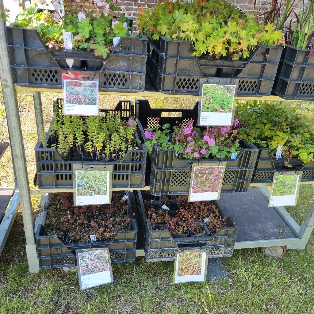 Japans bloedgras Imperata 'Red Baron', Tuin en Terras, Ophalen, Vaste plant, Siergrassen, Bloeit niet